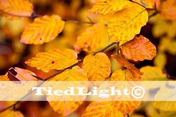Herfst
